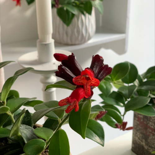 Aeschynanthus Gesneriaceae (440397)