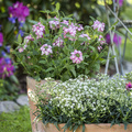 Gypsophila_paniculata_Verbena_hybrid.JPG