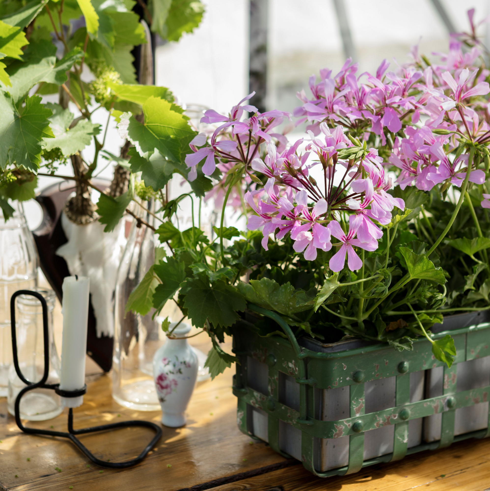 Hængepelargonie 