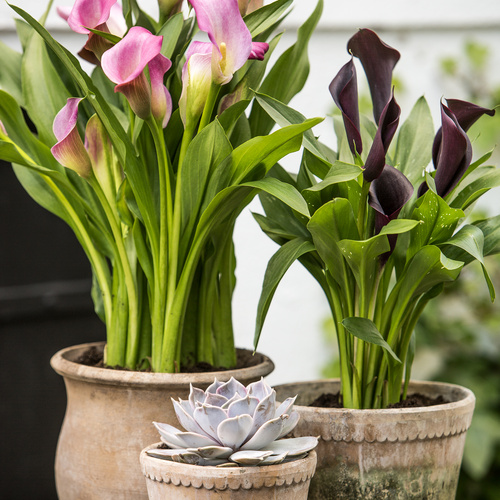 Zantedeschia Araceae (15419)