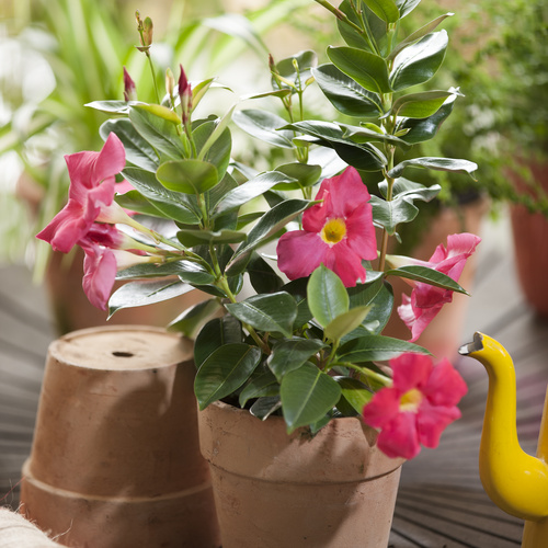 Mandevilla (Dipladenia) Apocynaceae (11578)