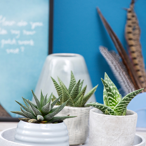 Haworthia Asphodelaceae (9913)