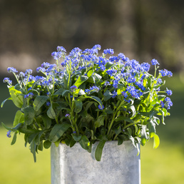 billede af Myosotis