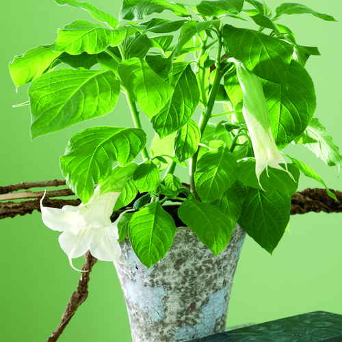 Datura Solanaceae (8668)