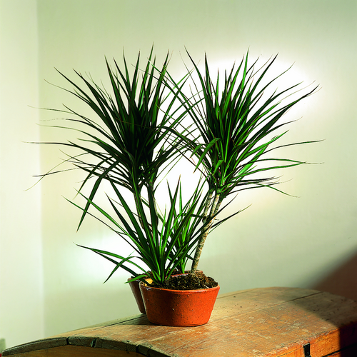 Dracaena Agavaceae (8796)