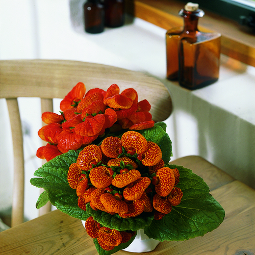 Calceolaria Scrophulariaceae (7300)