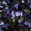 Oxalis_triangularis-_Per_Ulrich1.tif