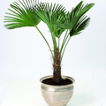 Trachycarpus wagnerianus.jpg