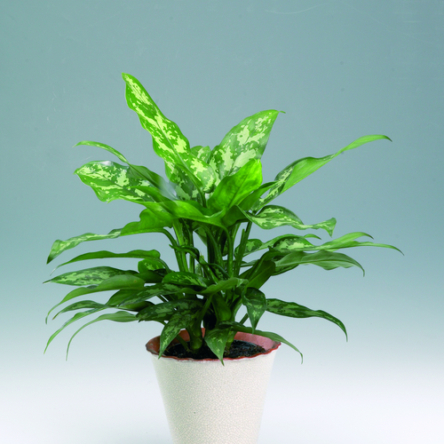 Aglaonema Araceae (6363)