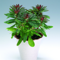 euphorbia_hybrid_1.tif