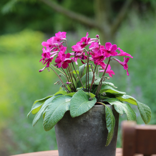 Streptocarpus Gesneriaceae (63395)