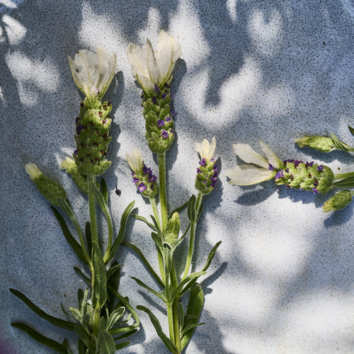 Lavandula Labiatae (409722)