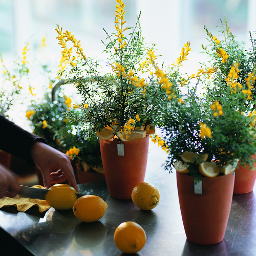 Cytisus Leguminosae (8596)