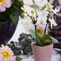 Dahlia_Phalaenopsis.JPG