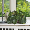 Peperomia_27_2013_2.JPG