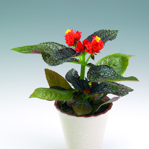 Chrysothemis Gesneriaceae (8137)