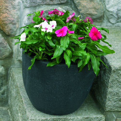 Catharanthus Apocynaceae (7856)