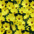 Cape_Daisy_Yellow_Halo_close_up_label.jpg