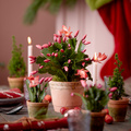 Schlumbergera_conifera.jpg