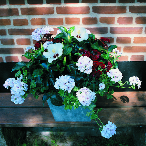 Dianthus Caryophyllaceae (8694)