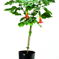 brugmansia sanguinea.tif