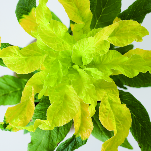 Amaranthus Amaranthaceae (6460)