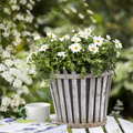 Argyranthemum_frutescens.JPG