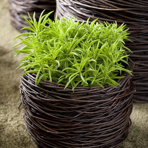 Peperomia Piperaceae (12527)