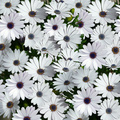 Cape_Daisy_Zanzibar_White_close-up_label.jpg