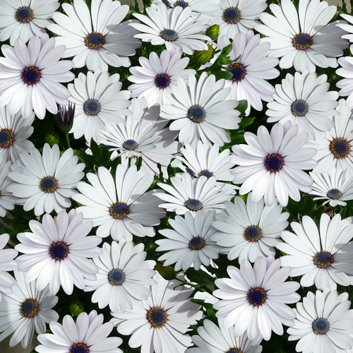 Osteospermum Asteraceae (12000)