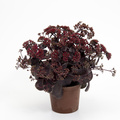 Sedum_telephium_Ruby-crowned.jpg