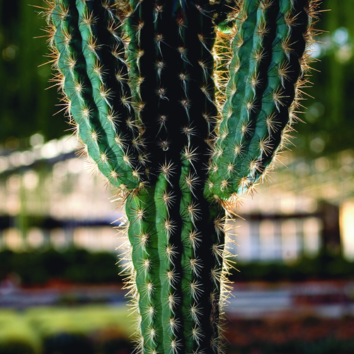 Pilosocereus Cactaceae (12836)