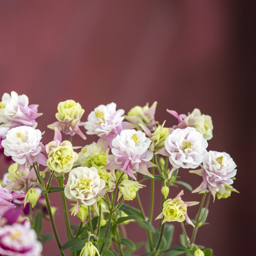 Aquilegia Ranunculaceae (6589)