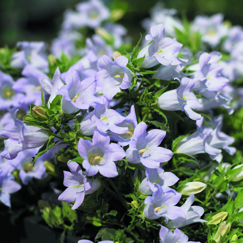 Campanula Campanulaceae (7418)