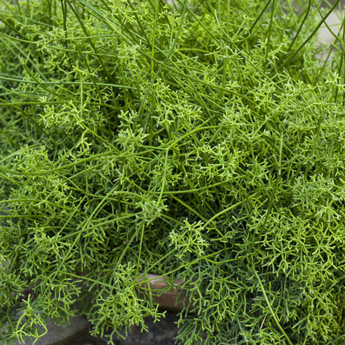 Rhipsalis Cactaceae (13236)