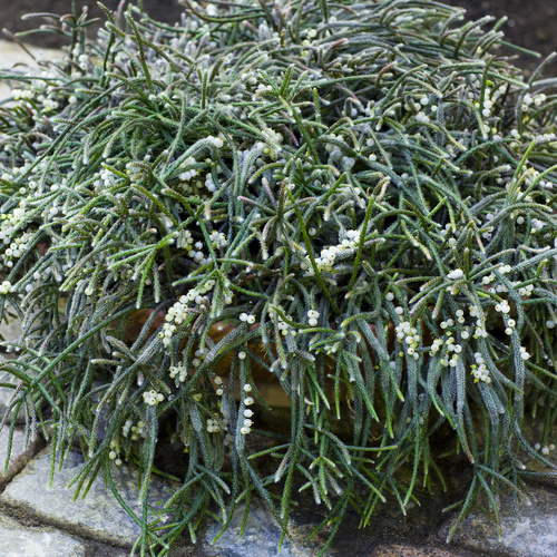 Rhipsalis Cactaceae (13246)