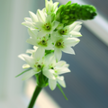 ornithogalum_thyr.tif