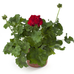 billede af Pelargonium