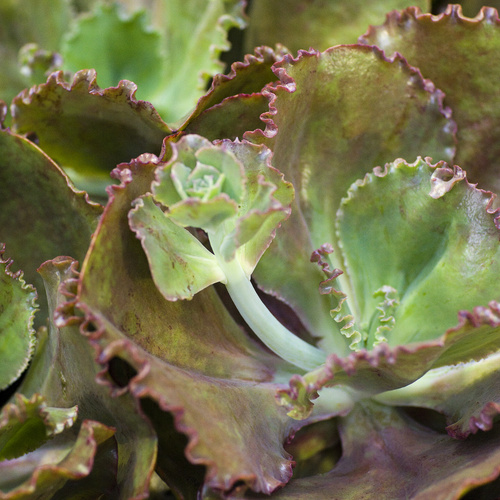 Echeveria Crassulaceae (8843)