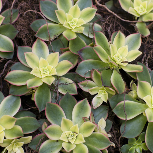 Aeonium Crassulaceae (6306)