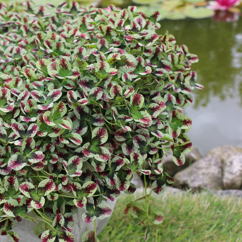 Trifolium Papilionaceae (15132)