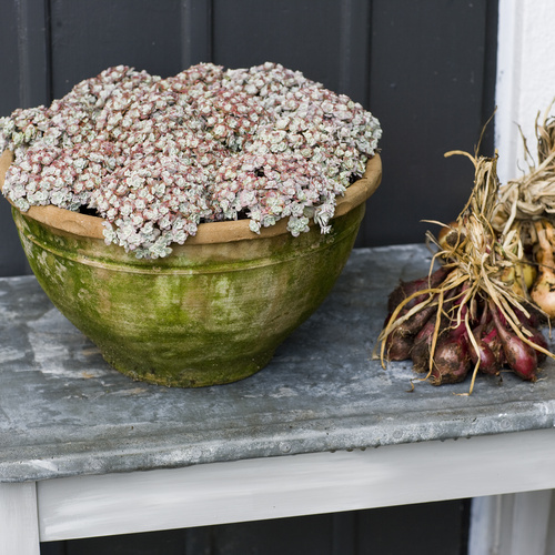 Sedum Crassulaceae (14607)