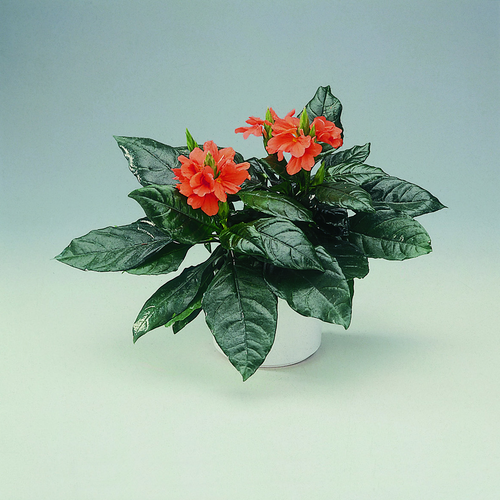 Crossandra Acanthaceae (8419)