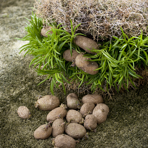 Peperomia Piperaceae (12528)