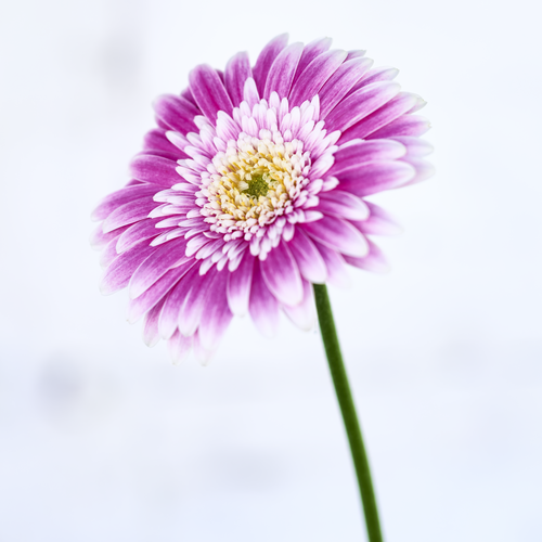 Gerbera Compositae (409051)