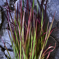 Imperata_cylindrica2.tif