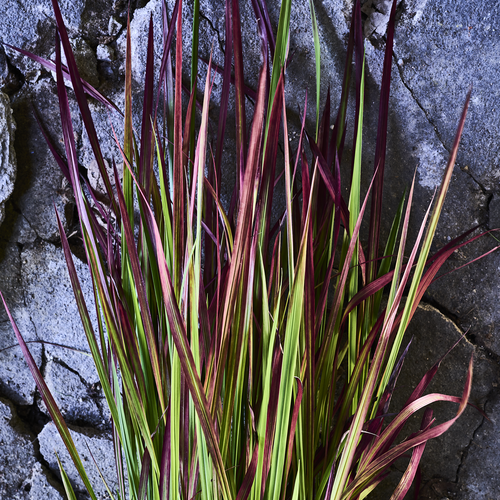 Imperata Poaceae (412662)