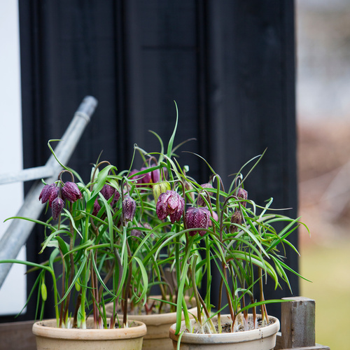 Fritillaria Liliaceae (9625)