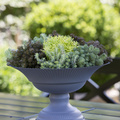 Sedum_hakoense_Rupestre_Ochroleucum-2014-9.JPG