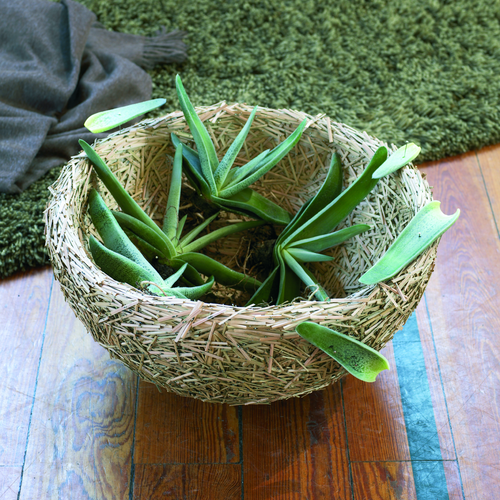 Aloe Liliaceae (6437)